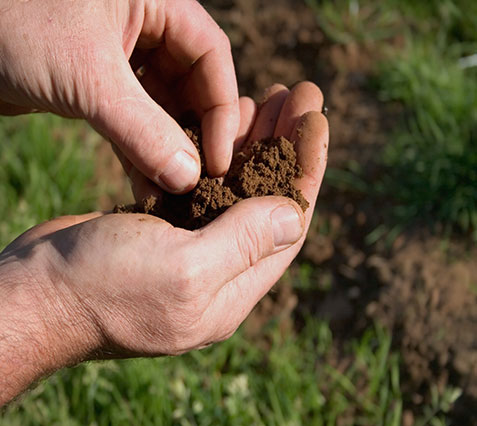 Soil Amendments and Manuring